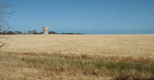 Wheat crop in early summer