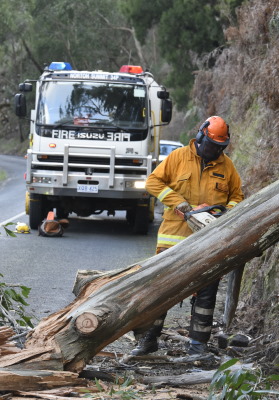 Removing a tree from a road, using a chainsaw