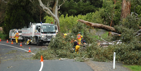 Tree down, Balhannah - October 2005
