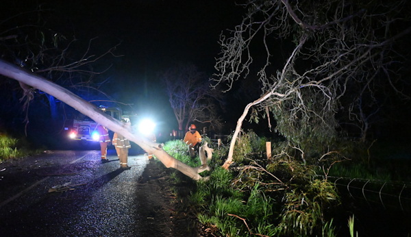 Tree down, Basket Range
