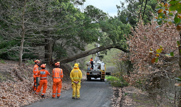 Tree down, Basket Range
