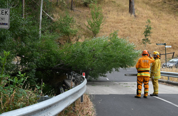 Tree down, Basket Range