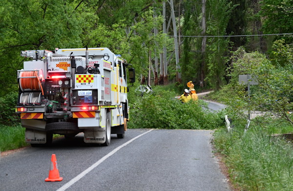 Tree down, Basket Range