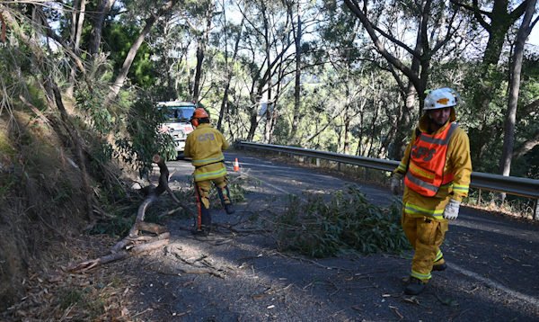 Tree down, Basket Range