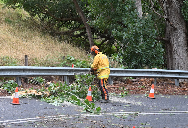Tree down, Basket Range