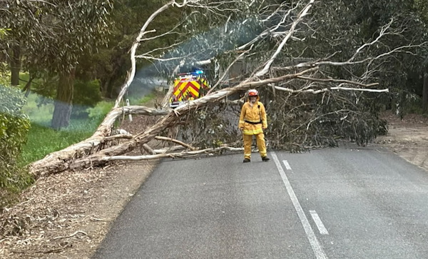 Tree down, Mt Burr