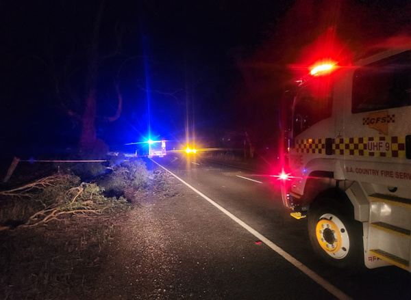Tree down, Allendale North