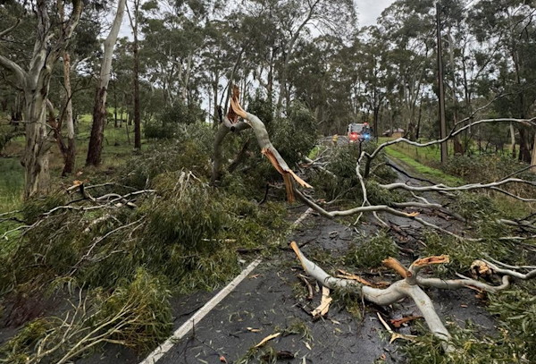 Tree down, Norton Summit