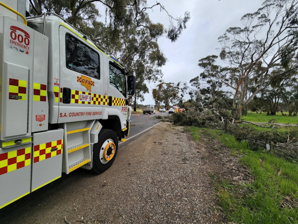 Tree down, Nuriootpa
