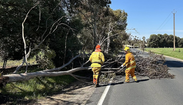Tree down, Strathalbyn