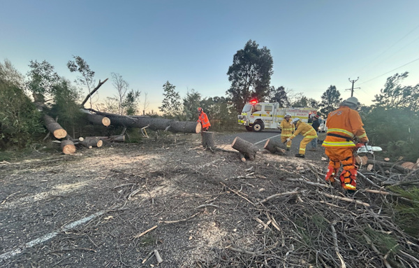 Tree down, Bradbury