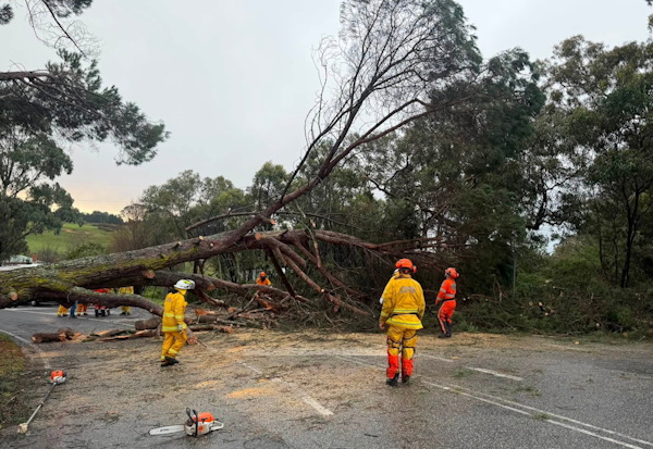 Tree down, Paracombe