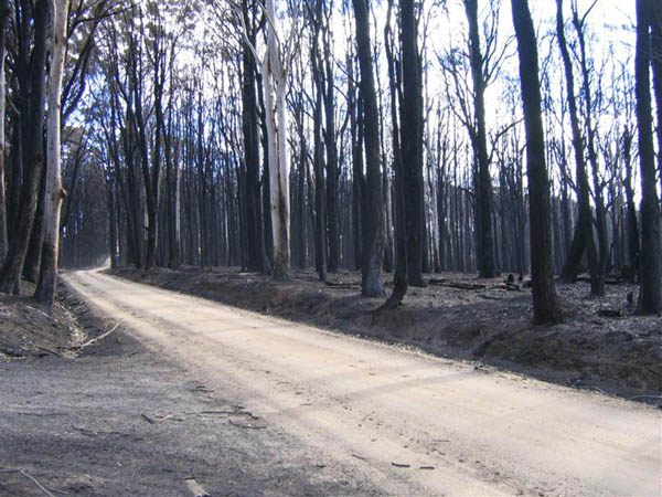 Churchill Fire (Vic) Feb 09 050 (Medium)