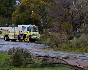 Tree down, Elizabeth from Braeden Gatt