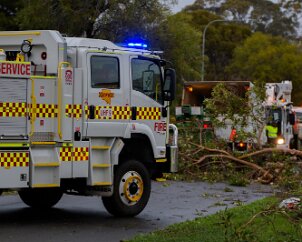 Tree down, Elizabeth from Braeden Gatt