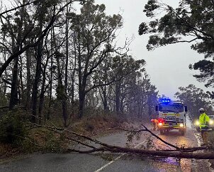 Tree down, Lobethal from Lenswood CFS