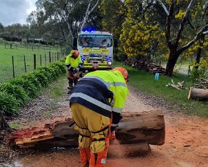 Tree down, Mt Torrens from Mt Torrens CFS
