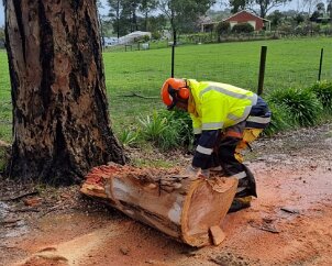 Tree down, Mt Torrens from Mt Torrens CFS