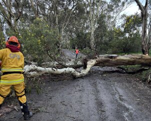 Tree down, Lower Hermitage from One Tree Hill CFS