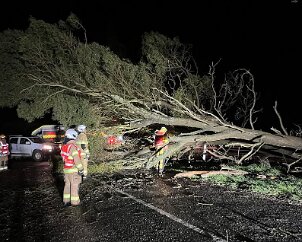 Tree down, Suttontown from Wandilo CFS