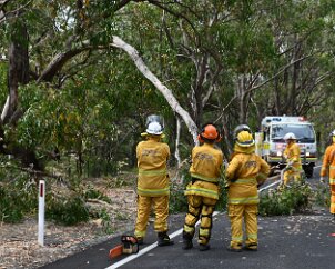 Tree down, Basket Range from Ashley Hosking, CFS Promotions Unit