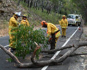 Tree down, Basket Range from Ashley Hosking, CFS Promotions Unit