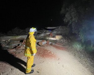 Tree down, Flaxman Valley from Springton CFS
