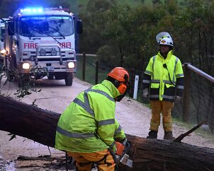 Tree down, Basket Range from Ashley Hosking, CFS Promotions Unit