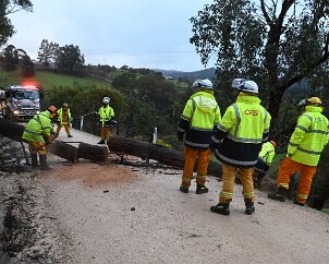 Tree down, Basket Range from Ashley Hosking, CFS Promotions Unit