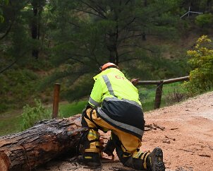 Tree down, Basket Range from Ashley Hosking, CFS Promotions Unit