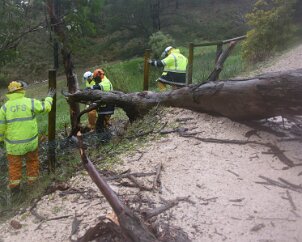 Tree down, Basket Range from Pip McGowan, CFS Promotions Unit