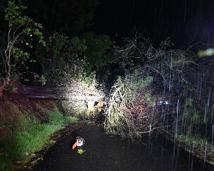 Tree down, Basket Range from Pip McGowan, CFS Promotions Unit