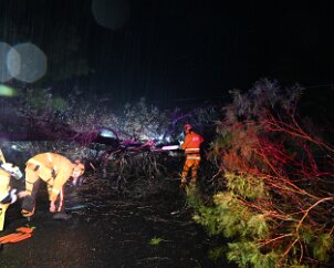 Tree down, Basket Range from Pip McGowan, CFS Promotions Unit