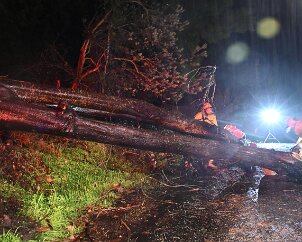 Tree down, Basket Range from Pip McGowan, CFS Promotions Unit