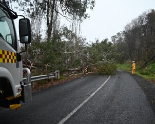 Tree down, Basket Range from Ashley Hosking, CFS Promotions Unit