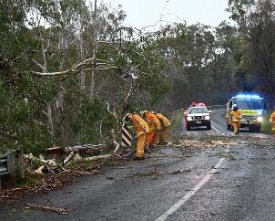 Tree down, Basket Range from Ashley Hosking, CFS Promotions Unit