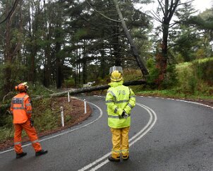 Tree down, Basket Range from Pip McGowan, CFS Promotions Unit