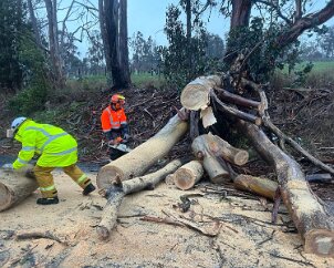 Tree down, Lobethal from Campbelltown SES