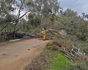 Tree down, Kersbrook from Kersbook CFS