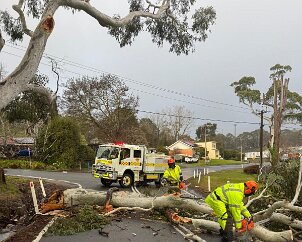 Tree down, Lenswood from Lenswood / Forest Range CFS