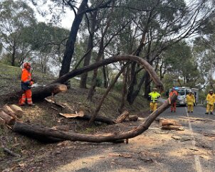 Tree down, Cherry Gardens from Sturt SES