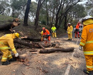 Tree down, Cherry Gardens from Sturt SES