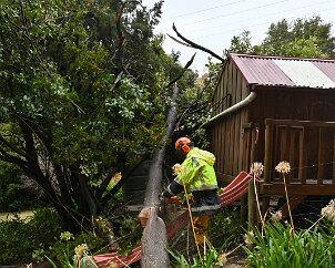 Tree down, Basket Range from Pip McGowan, CFS Promotions Unit