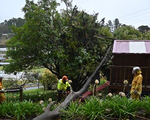 Tree down, Basket Range from Pip McGowan, CFS Promotions Unit