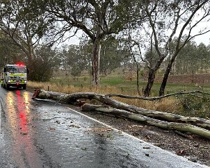 Tree down, Gumeracha from Mt Torrens CFS