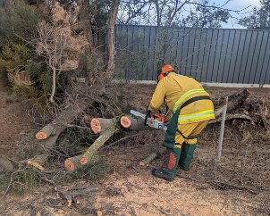Tree down, Waterloo Corner from Salisbury CFS