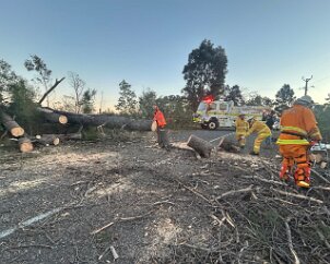 Tree down, Bradbury from Sturt SES