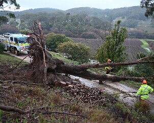 Tree down, Piccadilly from Ashley Hosking, CFS Promotions Unit