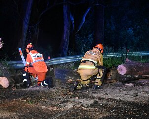 Tree down, Basket Range from Pip McGowan, CFS Promotions Unit
