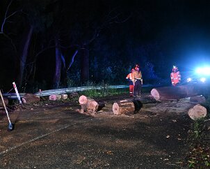 Tree down, Basket Range from Pip McGowan, CFS Promotions Unit
